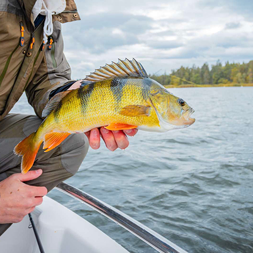 fångad fisk