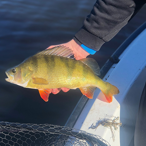 fångad fisk